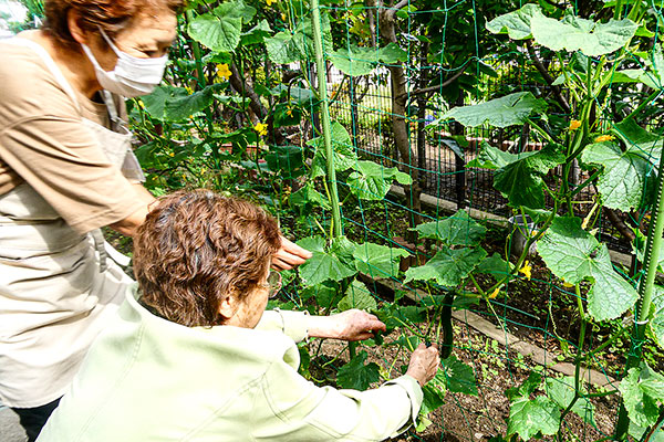 寺前デイサービスセンター　庭の野菜を収穫